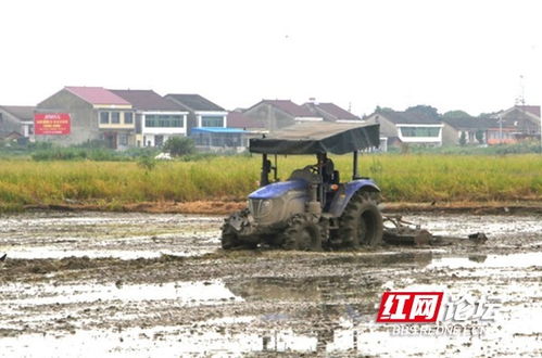 水稻田里农机忙 网友 是不一样的 双抢 景象