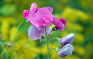 什么花的花语代表分离 