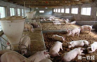 养猪不赚钱 养猪场中常见的药物浪费