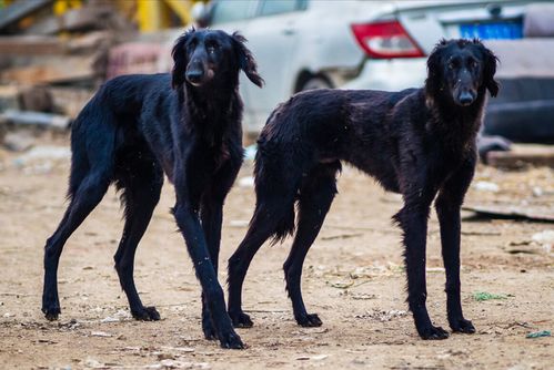这6种 中国犬 ,养的人虽然不多,但是很忠诚