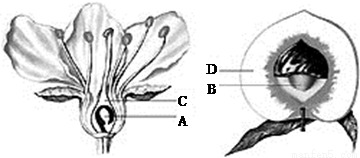 下图是桃的花和果实示意图,据图回答问题 1 写出图中字母代表的名称 A B C D 2 在A C与B D之间用箭头表示果实和种子的形成过程 题目和参考答案 
