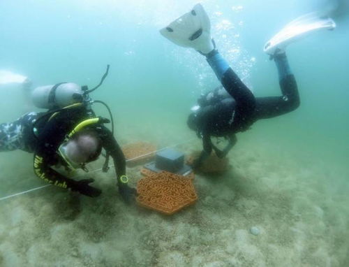 科学家开发旨在恢复珊瑚礁的3D打印人工礁盘