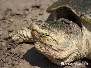 北美小鳄龟好看吗？