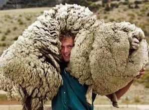 绵羊绒也是羊绒 别上当了 