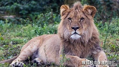 狮子老虎十大战力排行榜 刚果狮排第九,第一果然是它