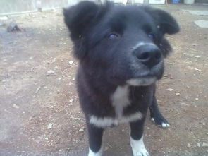一只黑色小狗 毛呈黑色 白色爪子眼睛蓝色.胸前白色毛已经领养,想知道是什么品种 
