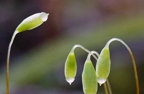 幼儿励志类诗歌—有关花草，励志的诗词？