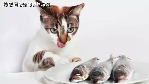 猫要吃鱼吗 终极科普这个说法哪来的,沙漠动物为何会爱吃鱼