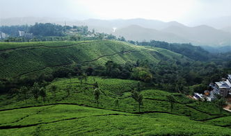 黄山区茶叶局（黄山区茶叶局领导班子