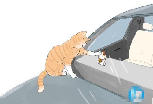 发现一只橘猫趴在车上,刚准备去赶走它,走近后却默默掏出手机