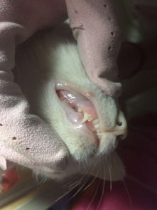 我的猫咪五个月大 上个星期开始口臭 好像开始换牙了 要去医院拔牙吗 