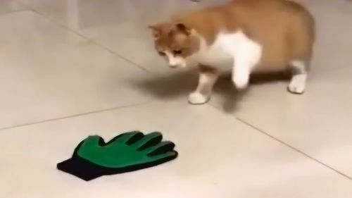 猫的好奇心有多强,地上一个绿色手套,就按捺不住躁动的心了 