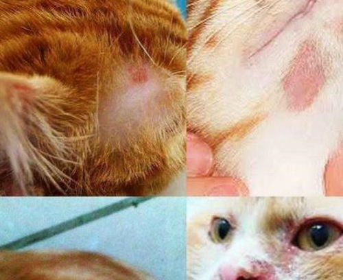 宠物猫猫得了湿疹怎么办