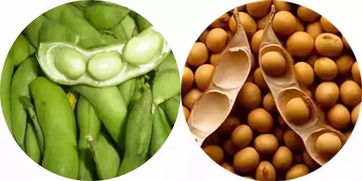 毛豆和黄豆的嘌呤区别 煮熟的毛豆嘌呤高不高