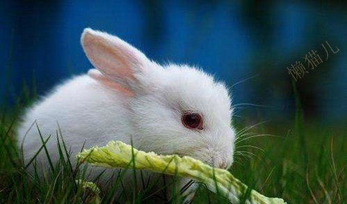 一只爱吃肉 爱啃骨头的小白兔
