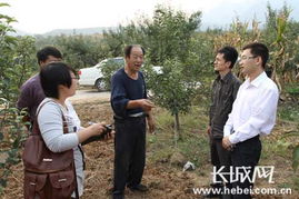 大山里的苹果熟了 老百姓笑了 