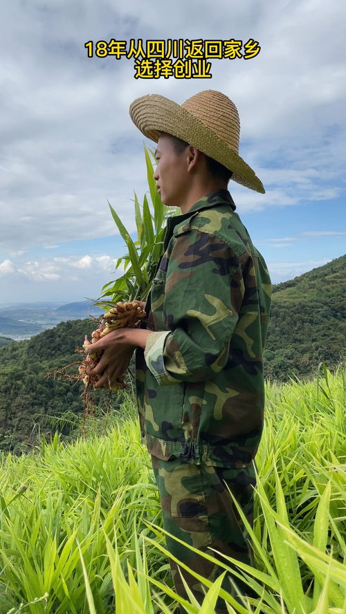 从四川返回家乡,选择创业,分享家乡好特产,希望朋友们都能吃到不熏硫不泡药的姜 原产地 小黄姜 新农村计划 