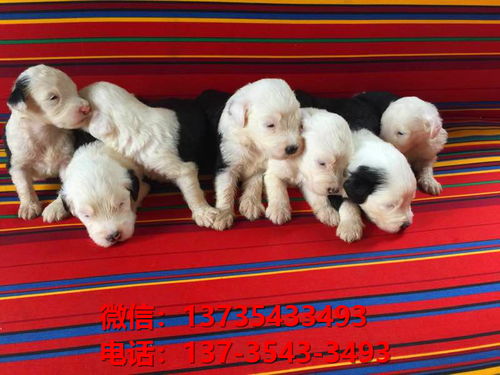 广州宠物狗犬舍出售纯种古牧幼犬宠物狗市场在哪里卖狗狗场领养