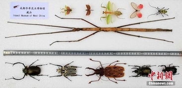 中国发现世界最长昆虫新物种 足全长超60厘米 