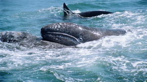 巨鲸精彩生活 雄性驼背鲸求偶表演充满进攻性 