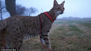 美国一只猫咪高48厘米 破吉尼斯世界纪录 