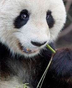 萌物国宝爱吃肉 大熊猫啃食羊羔竟属于食肉目 科学探索 