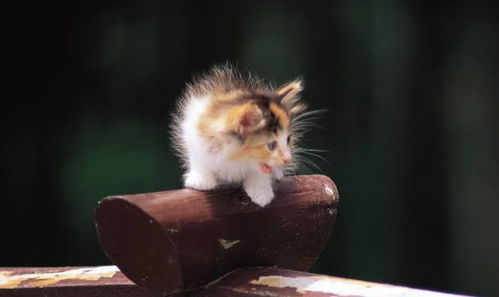 动物图集 庭院里可爱的小猫咪 