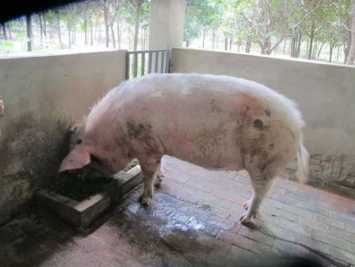 还记得汶川地震时的那只 猪坚强 吗 它还坚强地活着 