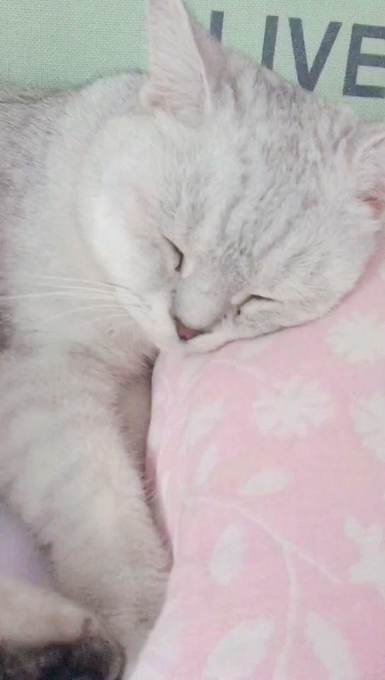 喜欢枕着枕头睡觉的猫咪宝宝 