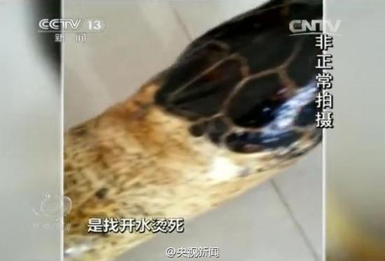 海南非法玳瑁交易 为保光泽 百岁龟遭开水烫死 