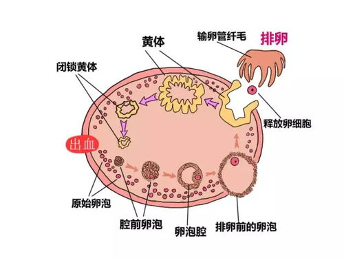 卵泡(卵泡是什么)