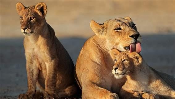 勾引雄狮,用 性 来保护幼崽,雌狮真的挺不容易