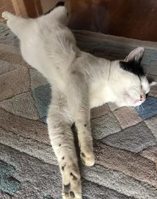 你家猫有没有四脚朝天的睡觉方式(猫四脚朝天睡觉是热吗)
