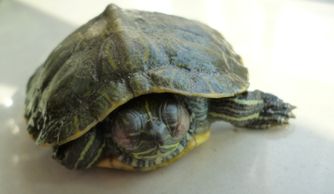 巴西龟冬眠后眼睁不开 有图 