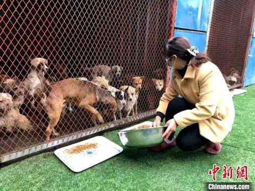 无主犬流浪犬被捕捉后如何安置 无锡官方回应 