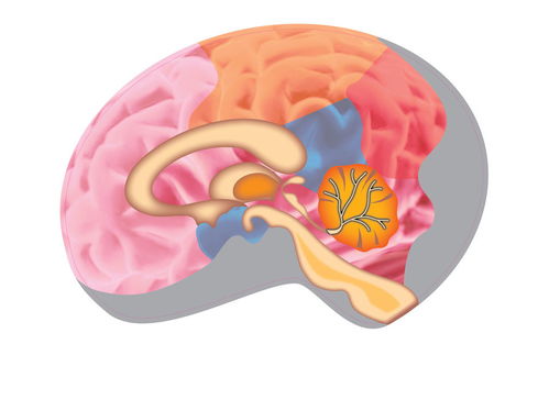 脑萎缩主要表现 脑萎缩和脑梗，哪个危害更大？ 