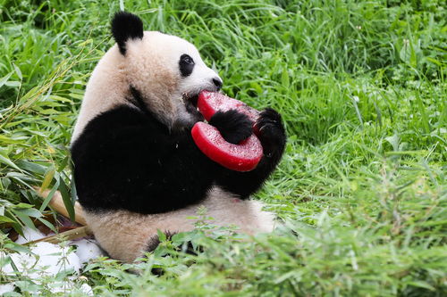 柏林动物园为德国出生大熊猫双胞胎庆祝生日