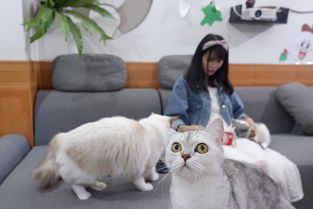 广州猫咪家庭寄养 春节可接 