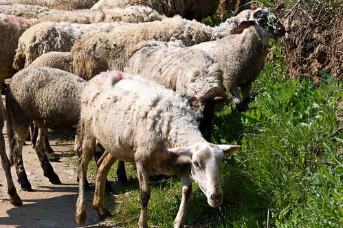 养羊的利润与成本 如何养羊 
