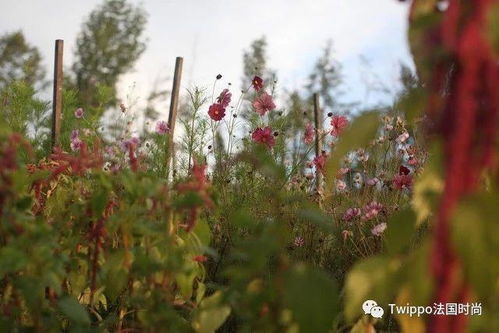 治愈系温暖 让花艺点亮你的心情吧