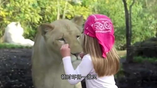 小女孩正拍照,突然狮子出现在身后,带着一言难尽的眼神看着她 