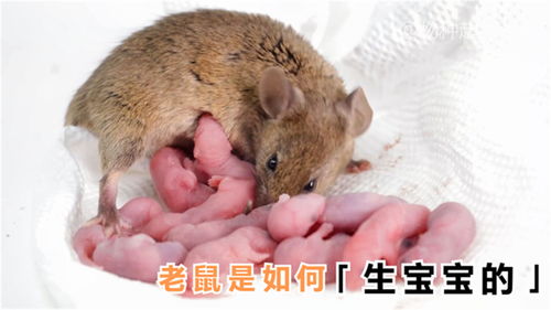 老鼠是如何生宝宝的,一次生几个你知道吗 