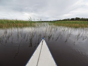 划独木舟,错误,湖,芦苇,景观,水 