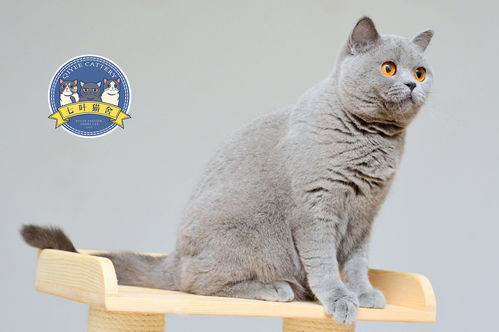 七叶英短猫舍英国短毛猫蓝白蓝猫宠物猫摄影图