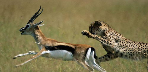 猎豹追杀羚羊,却被羊角刺进肚子20厘米,镜头记录全过程