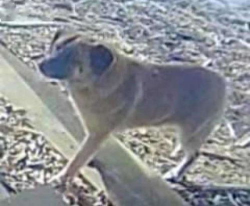 一只狗跋涉了40英里执意返回寄养妈妈身边,只因她给了它深切的爱