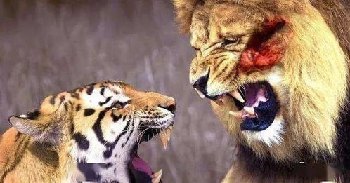 不做吹更不做黑 老虎和狮子的客观实力对比