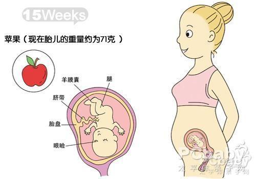 怀孕四个月胎儿(怀孕四个月左右的胎儿发育情况)