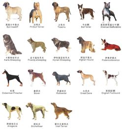苏州全市禁养大型犬 烈性犬品种清单