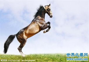 世界十大重型马排名,夏尔马身高竟然可以达到两米 